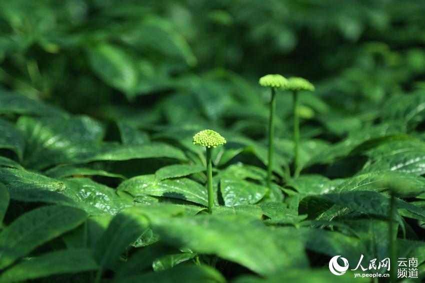 La prefectura de Wenshan en Yunnan avanza en la conservación de una planta endémica