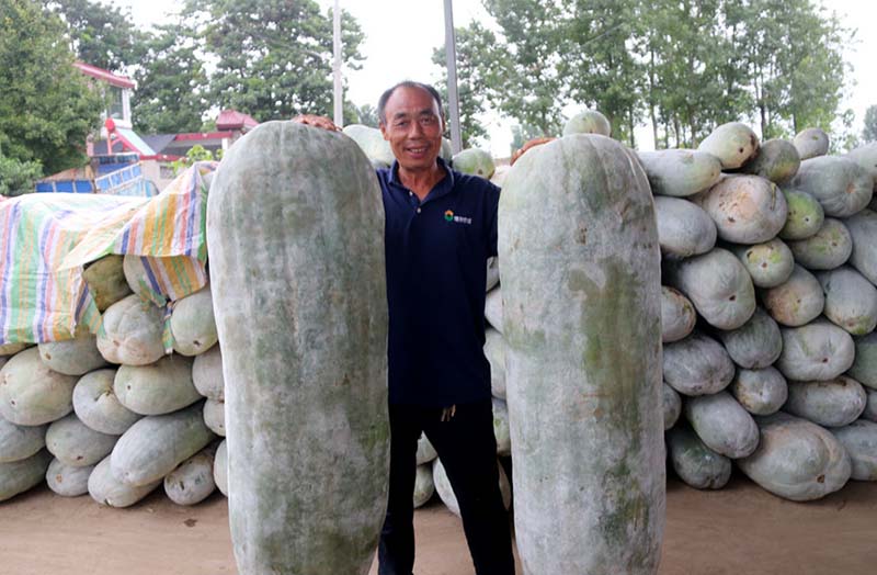 La foto muestra dos calabazas chinas que pesan 90 y 90,5 kilogramos respectivamente, y Zhao Tuling, secretario del Partido Comunista de China de la aldea Chenliuxi, ciudad de Luohe, en la provincia de Henan. (Foto / Zhang Fuqing)