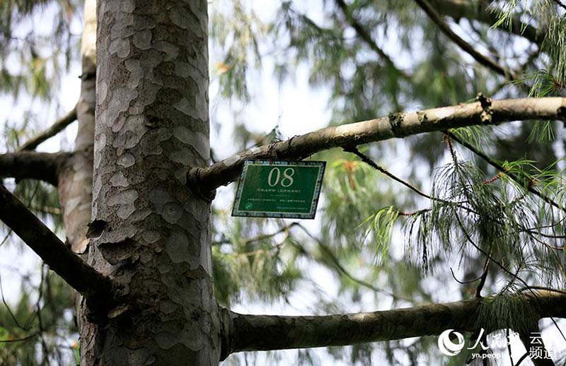 Pinos de cinco agujas de Qiaojia recuperan terreno perdido en Yunnan