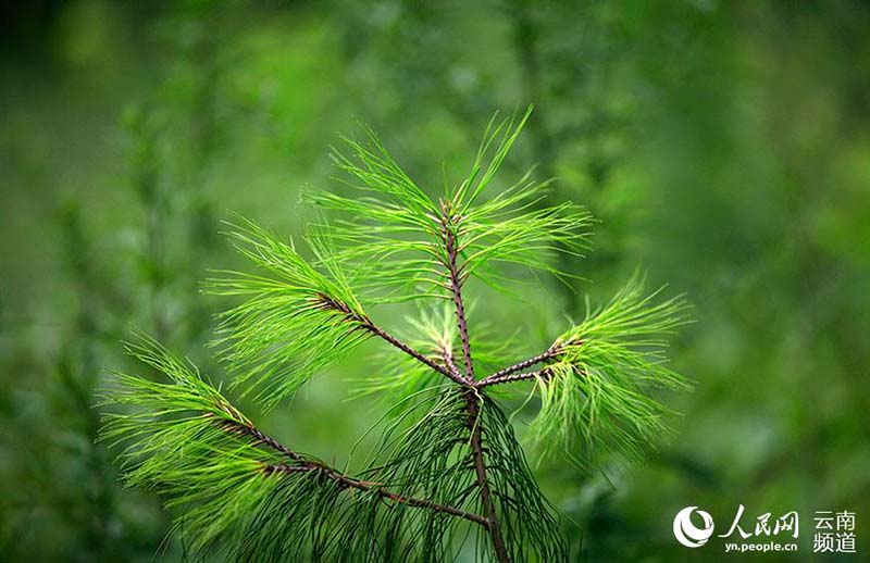 Pinos de cinco agujas de Qiaojia recuperan terreno perdido en Yunnan