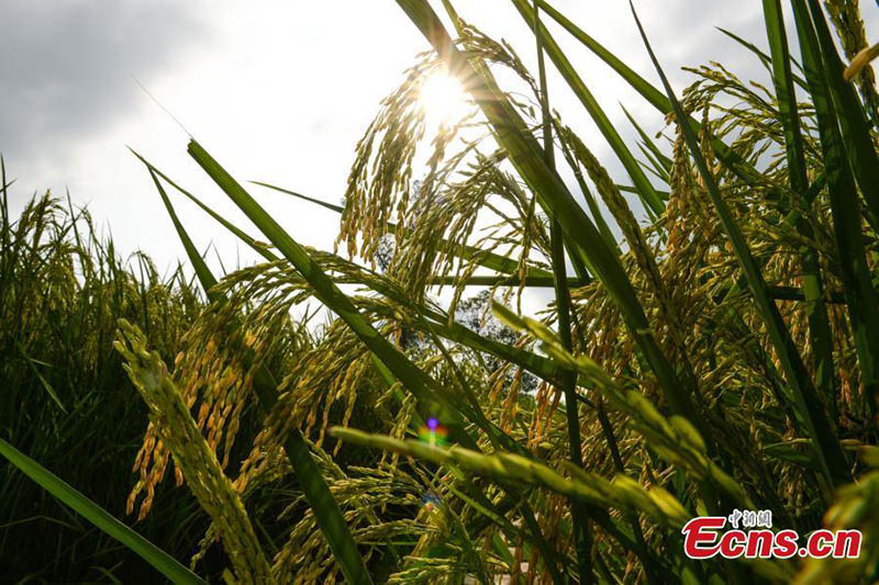China cultiva con éxito 'arroz gigante' de 2 metros de altura en Chongqing