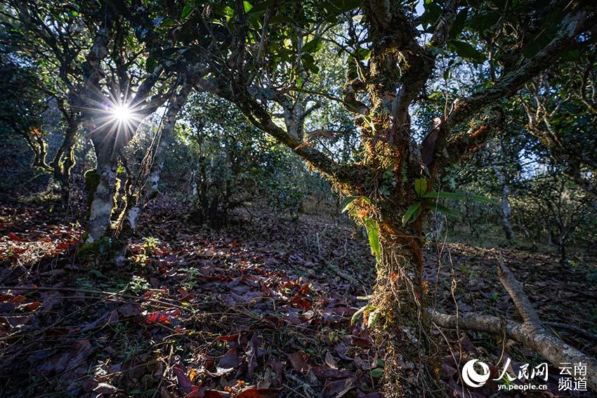 Montaña Jingmai: cuna de la plantación de té más antigua y mejor conservada del mundo