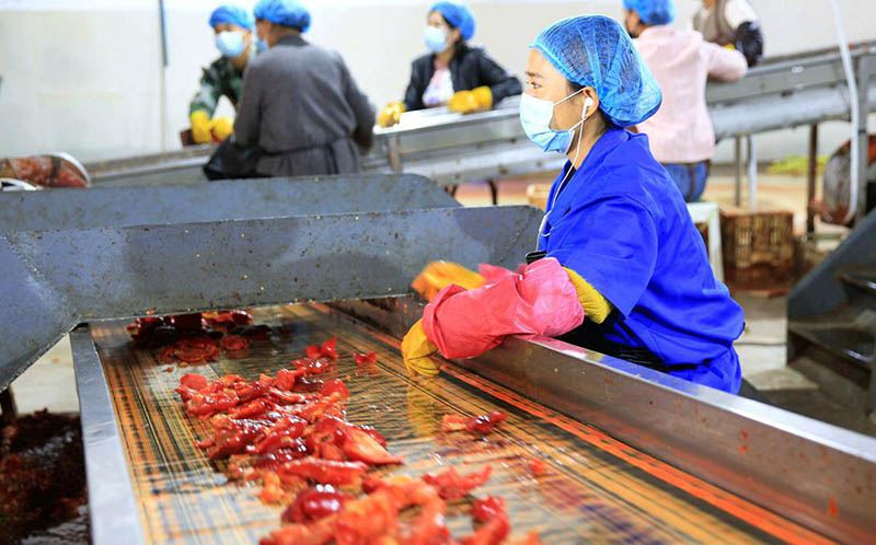 Los trabajadores procesan pimientos rojos que serán deshidratados en Bayannuur, Mongolia Interior. [Foto de Tian Guirong / para chinadaily.com.cn]
