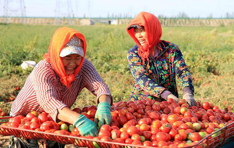 Los agricultores recogen tomates recientemente en Bayannuur, región autónoma de Mongolia Interior. Es la segunda zona de cultivo de tomates más grande de China. [Foto de Chen Qiang / para chinadaily.com.cn]
