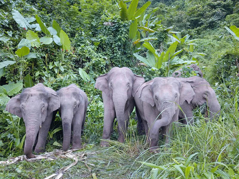La foto muestra elefantes asiáticos buscando comida en su hábitat ubicado en la ciudad de Jinghong, en la provincia de Yunnan, en el suroeste de China. (Foto del Centro de Convergencia de Medios de la Ciudad de Jinghong)