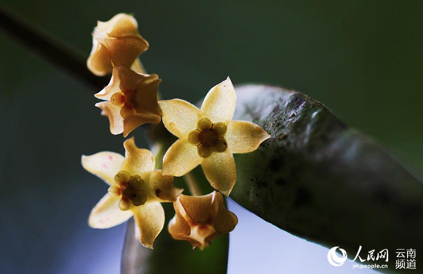 Descubren nuevos destellos de la Hoya burmanica en Yunnan