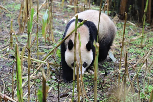El panda salvaje en busca de alimento en el campo de maíz. (Foto / leshan.cn)