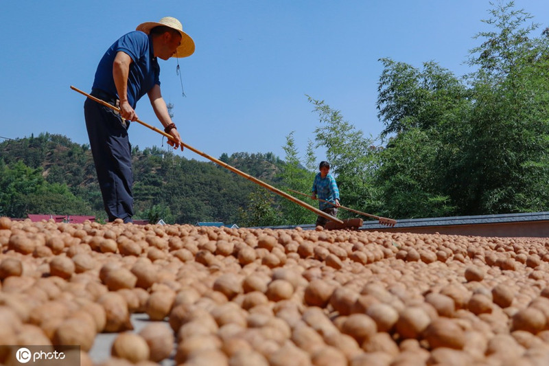 Lin'an en Hangzhou comienza la cosecha de nueces de nogal