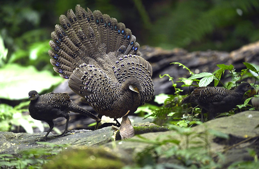 Reserva Natural de Tongbiguan en Yunnan: un ecosistema bien conservado para las aves
