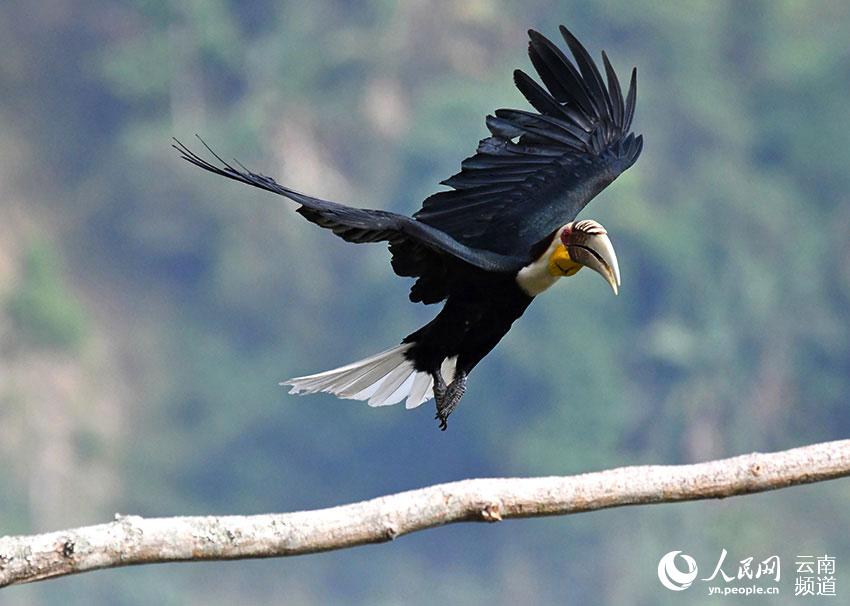 Reserva Natural de Tongbiguan en Yunnan: un ecosistema bien conservado para las aves