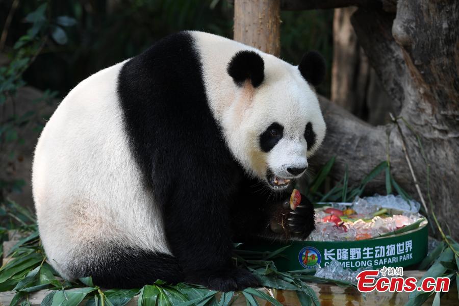 Los trillizos de pandas gigantes comen pasteles de luna para celebrar el Festival del Medio Otoño