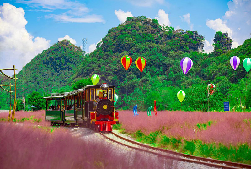 Un tren opera en un mar de hierba muhly (Muhlenbergia capillaris) del condado de Changshun, provincia de Guizhou. [Foto: China Daily]