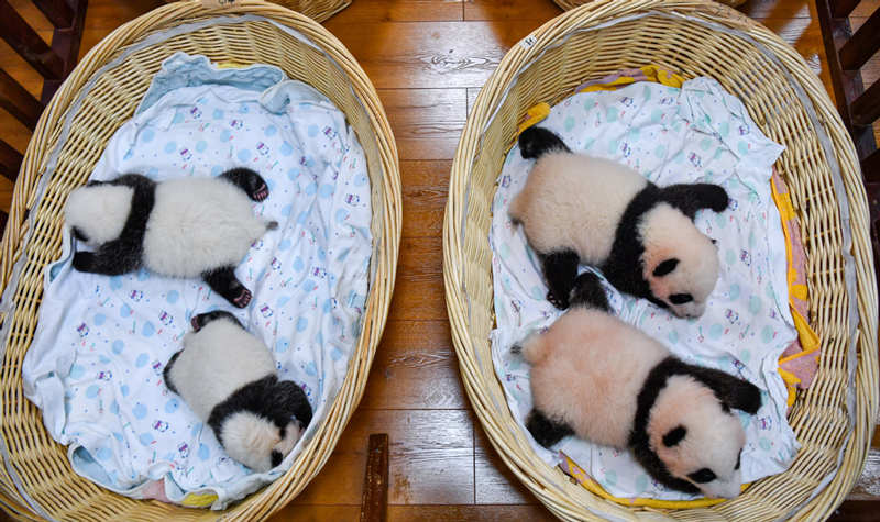 Sichuan da la bienvenida a 24 nuevos cachorros de panda gigante