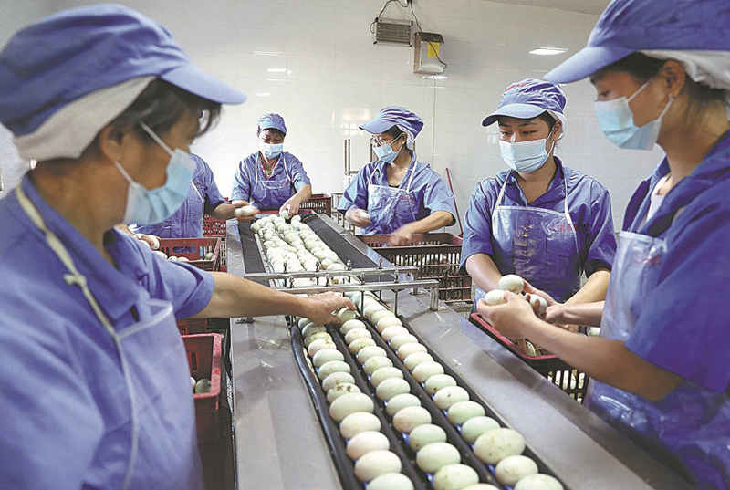 Los granjeros revisan los huevos salados de pato que prepara una fábrica del condado de Hengdong, ciudad de Hengyang, Hunan. (Foto: Cao Zhengping/ Xinhua)