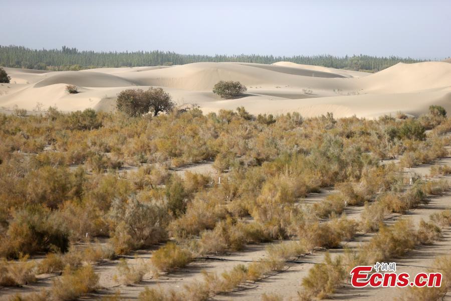 Acciones ecológicas reverdecen desiertos en Xinjiang