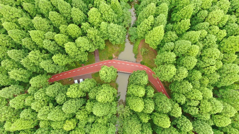 El 13 de mayo de 2021, la foto tomada por un dron muestra el Parque Forestal Nacional del Mar Amarillo en la provincia de Jiangsu, en el este de China, en verano. (Xu Congjun / Pueblo en Línea)