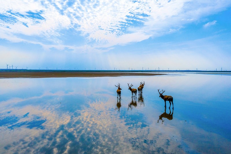 El 8 de septiembre de 2021, los ciervos salvajes beben bajo el cielo azul en el humedal Tiaozini en la ciudad de Dongtai, provincia de Jiangsu, en el este de China. (Sun Jialu / Pueblo en Línea)