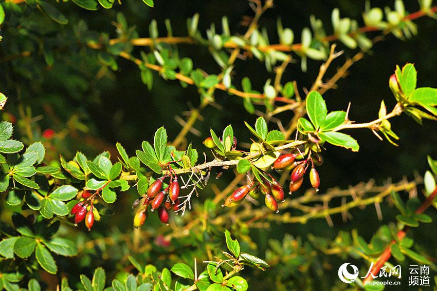 Redescubren plantas endémicas chinas en Longling, Yunnan