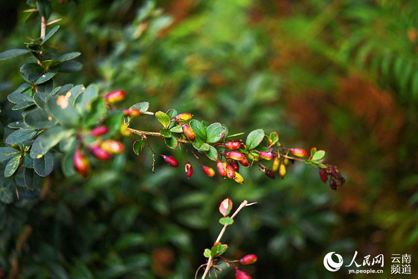 Redescubren plantas endémicas chinas en Longling, Yunnan