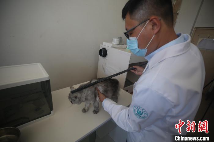 Una gata clonada en Qingdao, provincia de Shandong, está buscando una pareja potencial. [Foto / Chinanews.com]