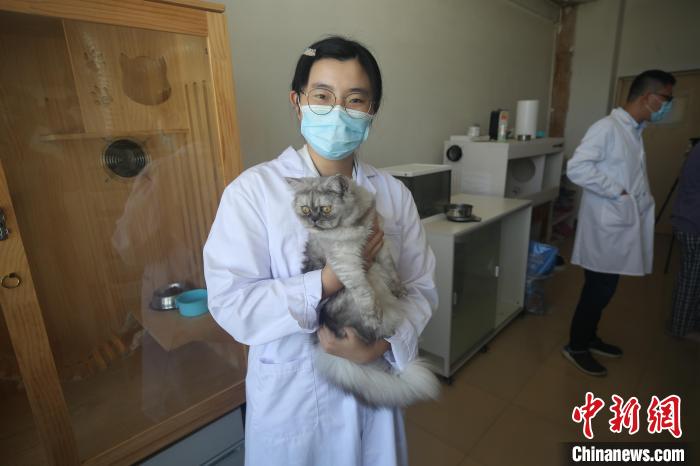 Una gata clonada en Qingdao, provincia de Shandong, está buscando una pareja potencial. [Foto / Chinanews.com]