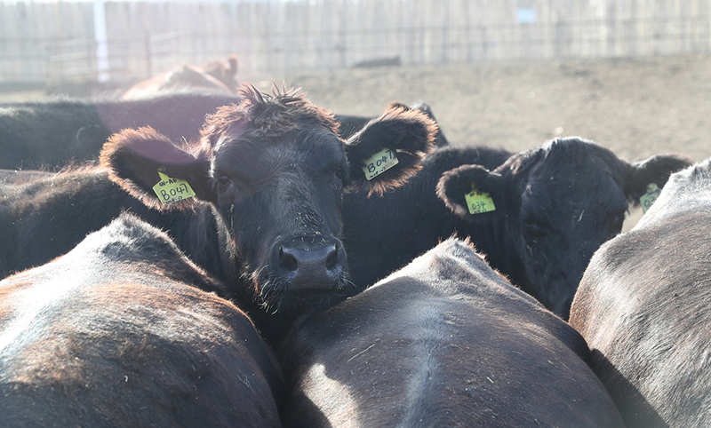 La cría inteligente de ganado impulsa la vitalización rural en Xinjiang