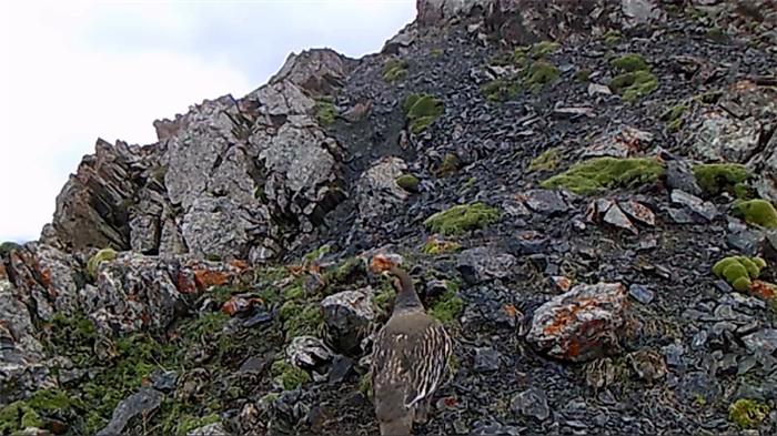 Parque Nacional de la Montaña Qilian: hogar de numerosas especies salvajes raras