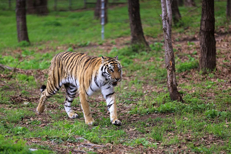 Imagen de un tigre siberiano en el Zoológico de Bosque del Norte en Harbin, provincia de Heilongjiang. Wang Bo / Pueblo en Línea