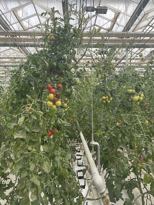 Tomates cherry en un invernadero. [Foto de Jiang Lu / chinadaily.com.cn]