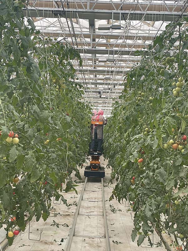 Los trabajadores recogen tomates cherry en un invernadero. [Foto de Jiang Lu / chinadaily.com.cn]