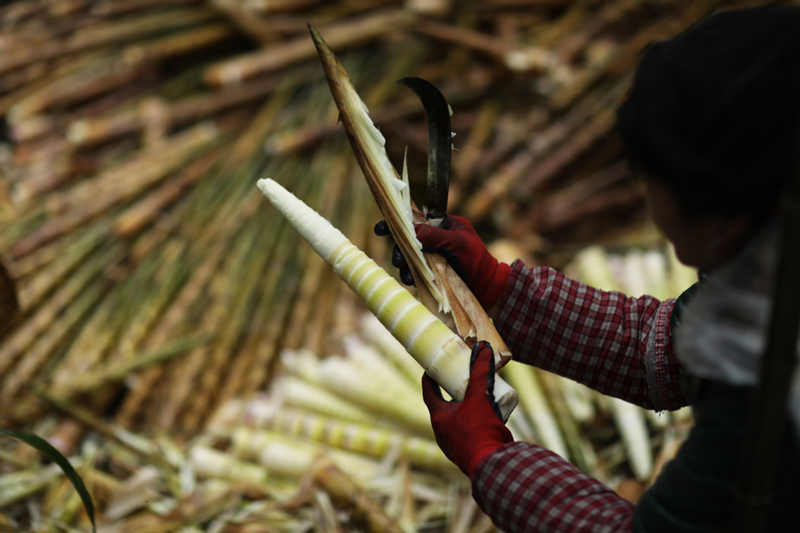 El cultivo de bambú marca el comienzo de una próspera temporada