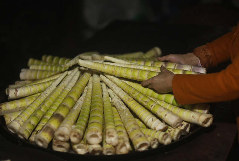 El cultivo de bambú marca el comienzo de una próspera temporada