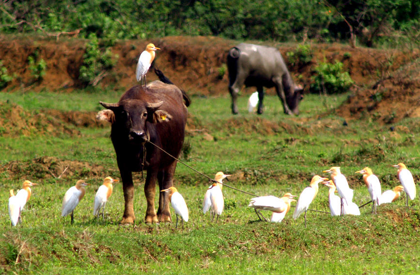 Garceta bovina alimentándose en la espalda de un toro. (Foto: Pueblo en Línea/ Zheng Meihua)