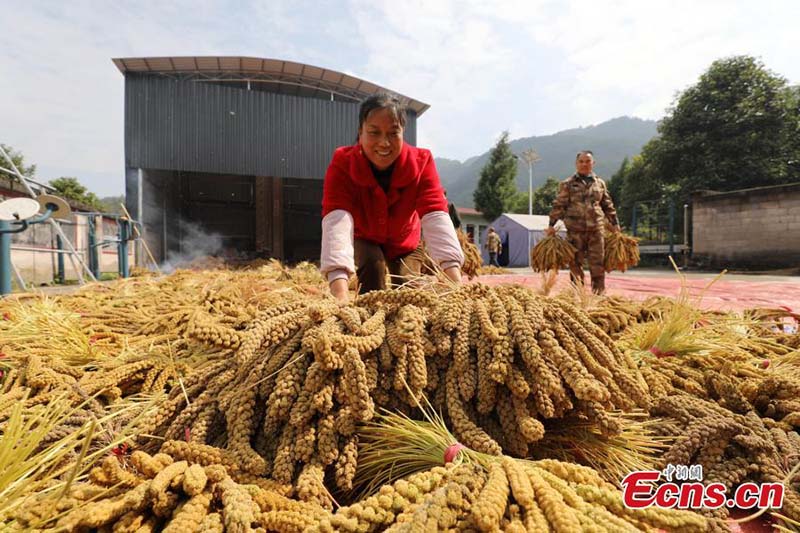 Los aldeanos cosechan mijo en la aldea de Shuangcen, condado Jiangkou en Tongren, provincia de Guizhou, suroeste de China. (Foto: Servicio de Noticias de China / Li He)
