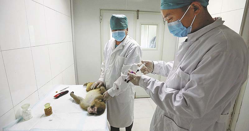 Dos investigadores recogen muestras de sangre de un mono rhesus anestesiado el 25 de agosto. [ZHU XINGXIN / CHINA DAILY]