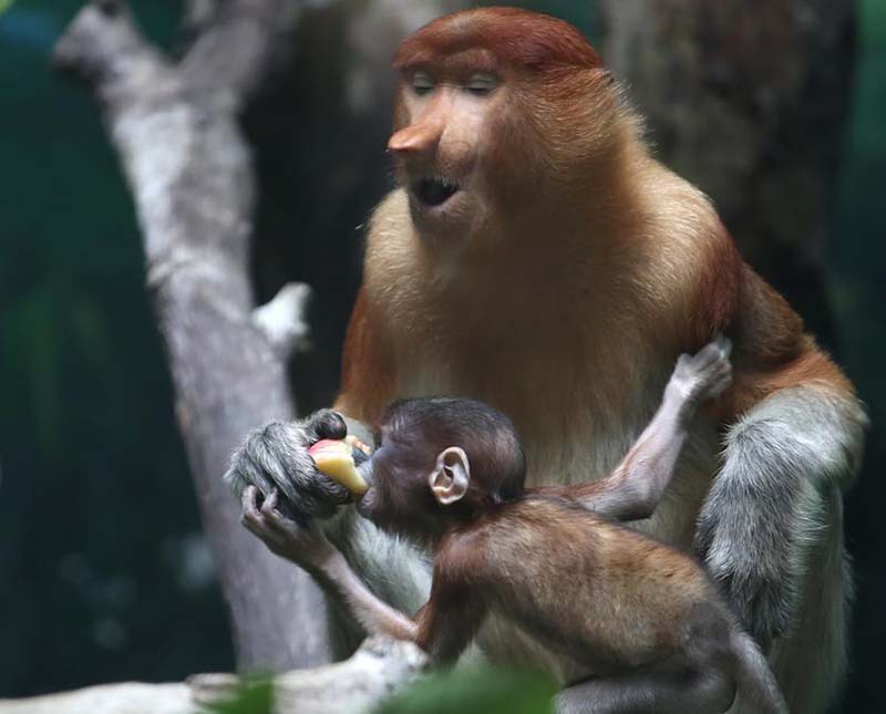 Monos narigudos en el Parque Safari Chimelong en Guangzhou, provincia de Guangdong. [Foto de Zheng Erqi / chinadaily.com.cn]