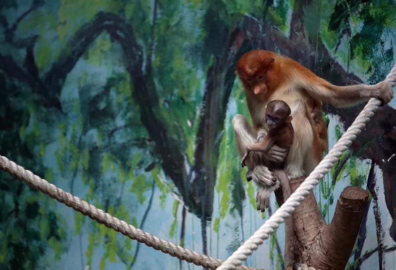 Monos narigudos en el Parque Safari Chimelong en Guangzhou, provincia de Guangdong. [Foto de Zheng Erqi / chinadaily.com.cn]
