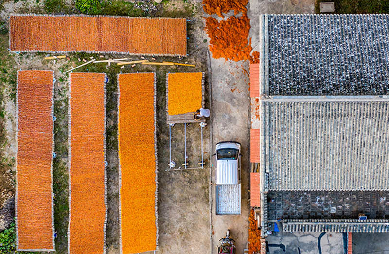 Caquis entran en temporada de cosecha en Wanrong, Shanxi.