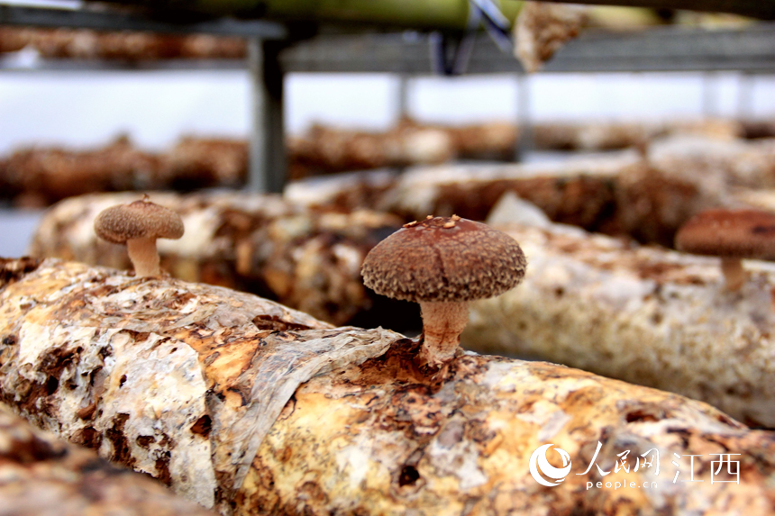 La foto muestra setas shiitake en un invernadero. (foto / Yu Huilin)