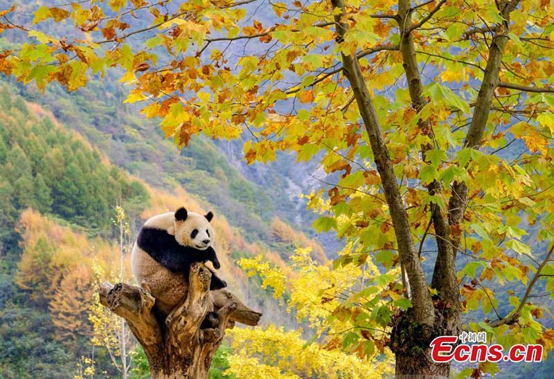 Los pandas gigantes disfrutan del otoño en Sichuan