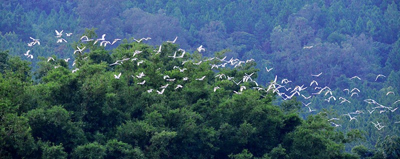 Imagen de garzas volando sobre el bosque de Xiaomanpo en el distrito Liangqing de Nanning. Foto de Mo Zuyong