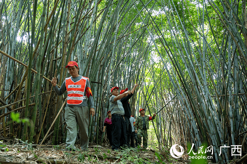 El equipo de protección de aves patrullando un bosque de bambú. Por Yan Lizheng, Pueblo en Línea