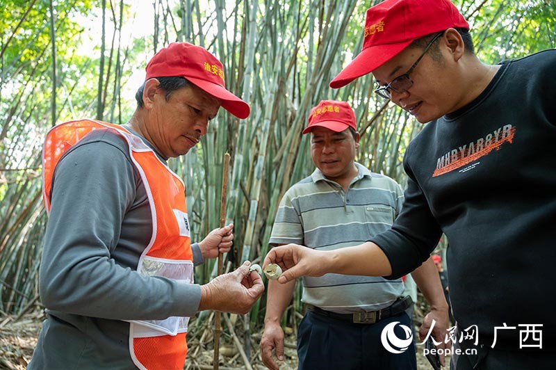 El equipo de protección de aves recoge las cáscaras de huevo de las garzas después de la eclosión para estudiarlas. Por Yan Lizheng, Pueblo en Línea