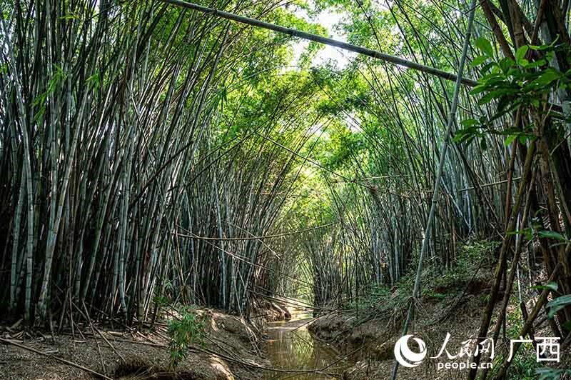 Este denso bosque de bambú es un hábitat de las garzas. Por Yan Lizheng, Pueblo en Línea