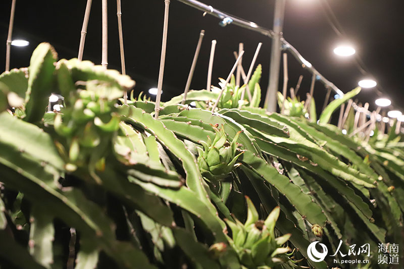 Las luces en los campos de frutas son como estrellas, conectadas en un conjunto. Por Niu Liangyu, Pueblo en Línea