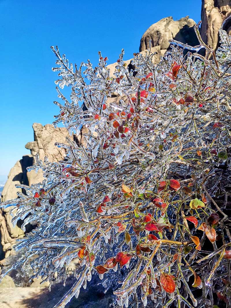 Una capa de hielo cubre los bosques de Qingdao