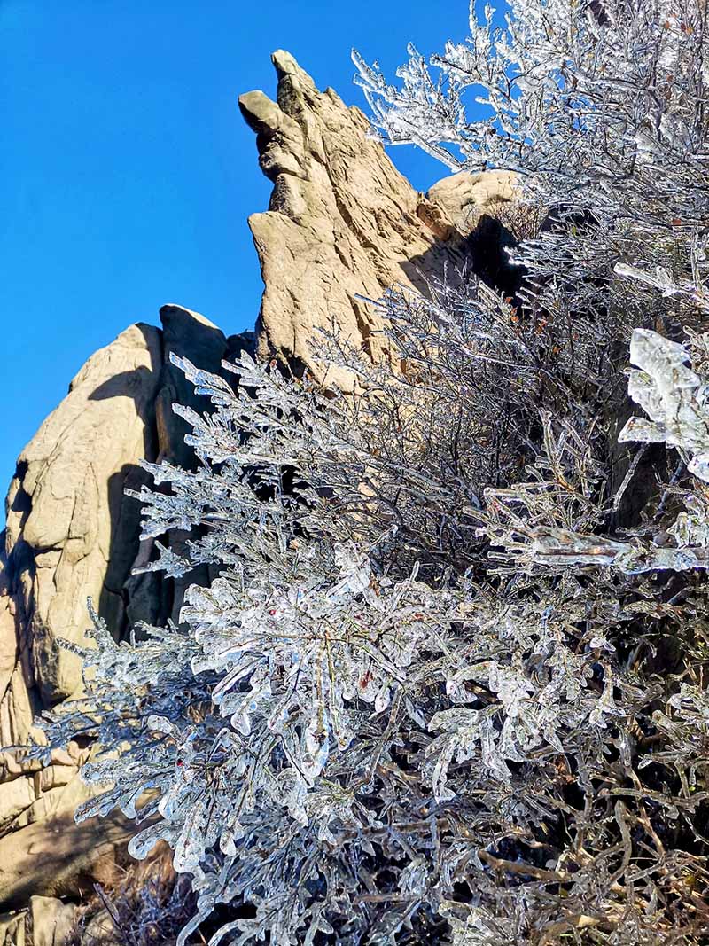 Una capa de hielo cubre los bosques de Qingdao