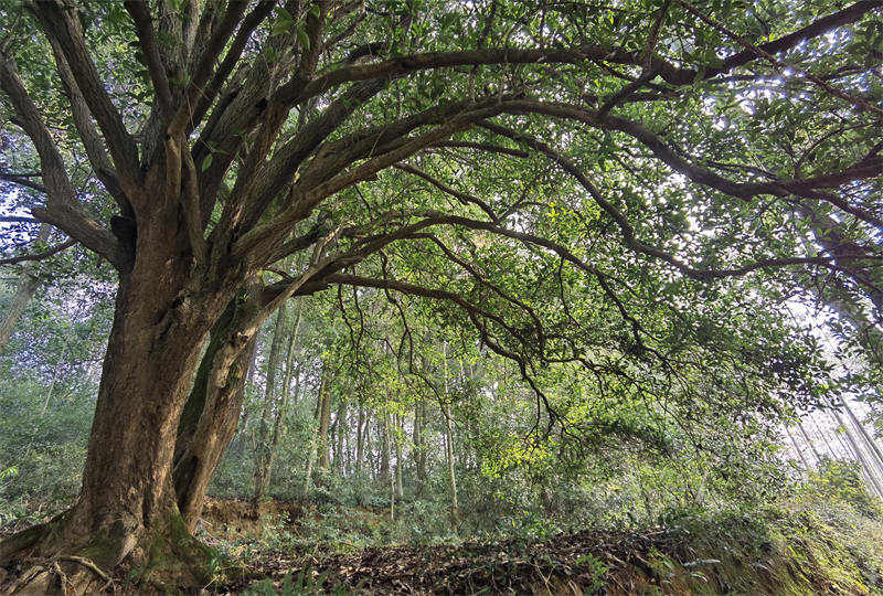 Descubren un árbol de Osmanthus de 560 años en el centro de China