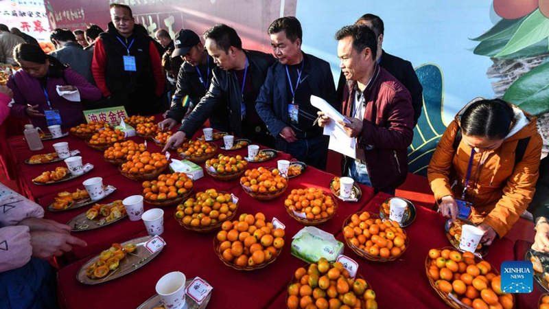 Guangxi promueve el negocio de siembra de kumquat para aumentar los ingresos de los agricultores locales
