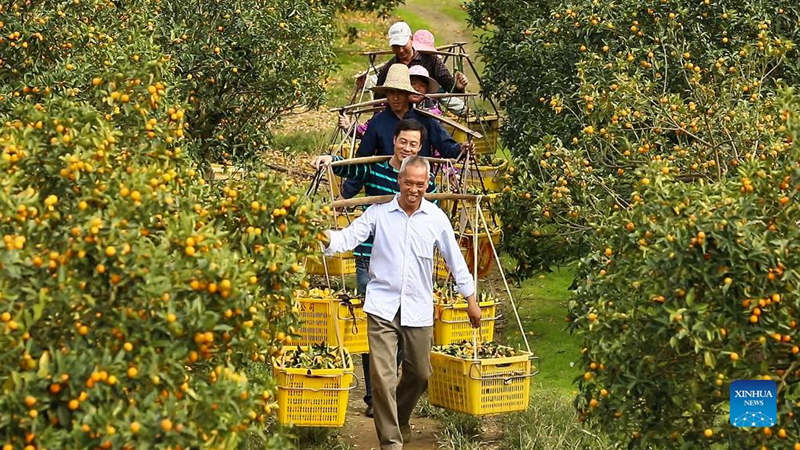 Guangxi promueve el negocio de siembra de kumquat para aumentar los ingresos de los agricultores locales